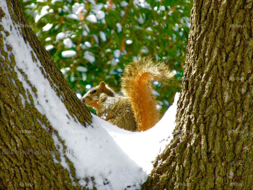 Squirrel In The Snow