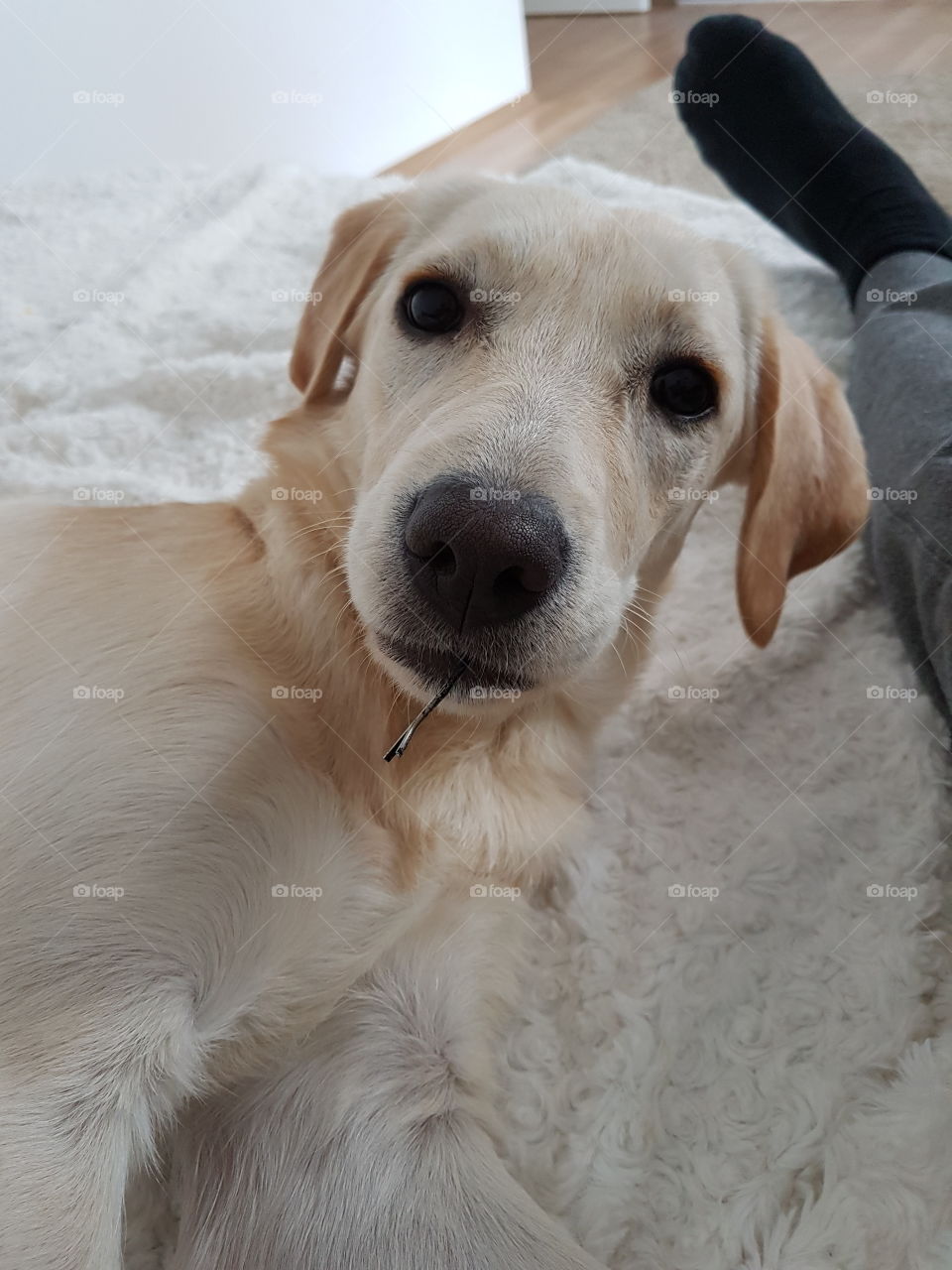 Pet owner with dog on bed