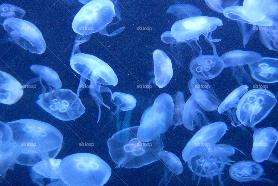 Underwater, Jellyfish, Aquarium, Fish, Swimming