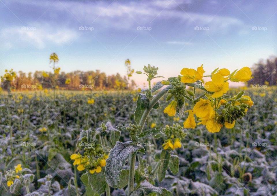 Close-up of yellow flower in frost