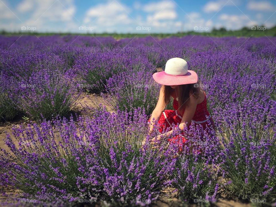 Lavender