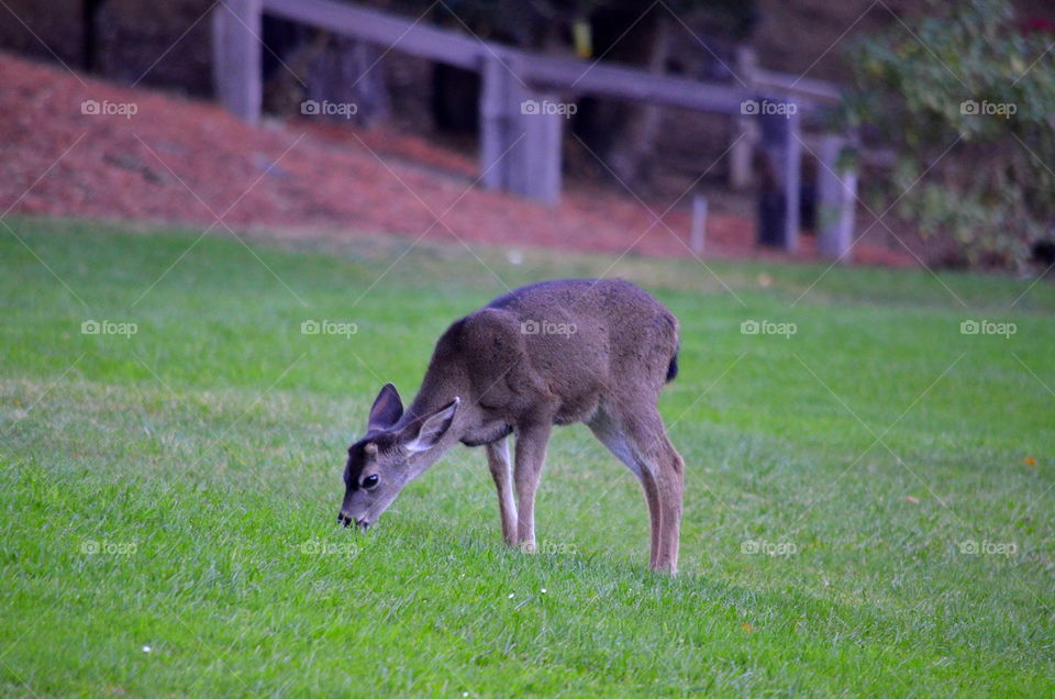 My deer, will you please Stop eating the lawn?!  😊🌱