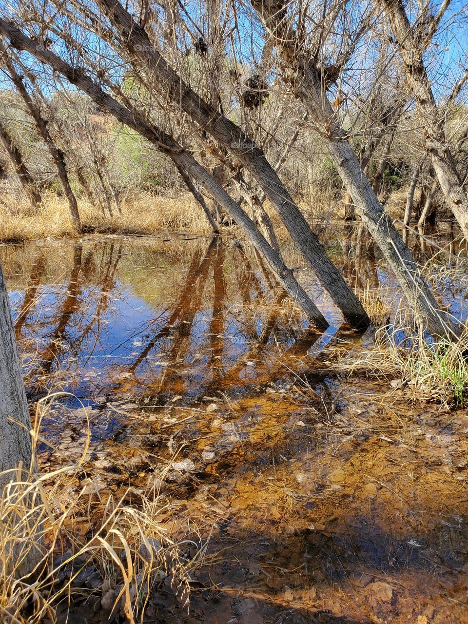 Leaning Trees in a Wooded Wetland