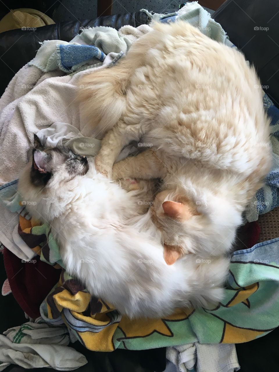 Cat yin and yang