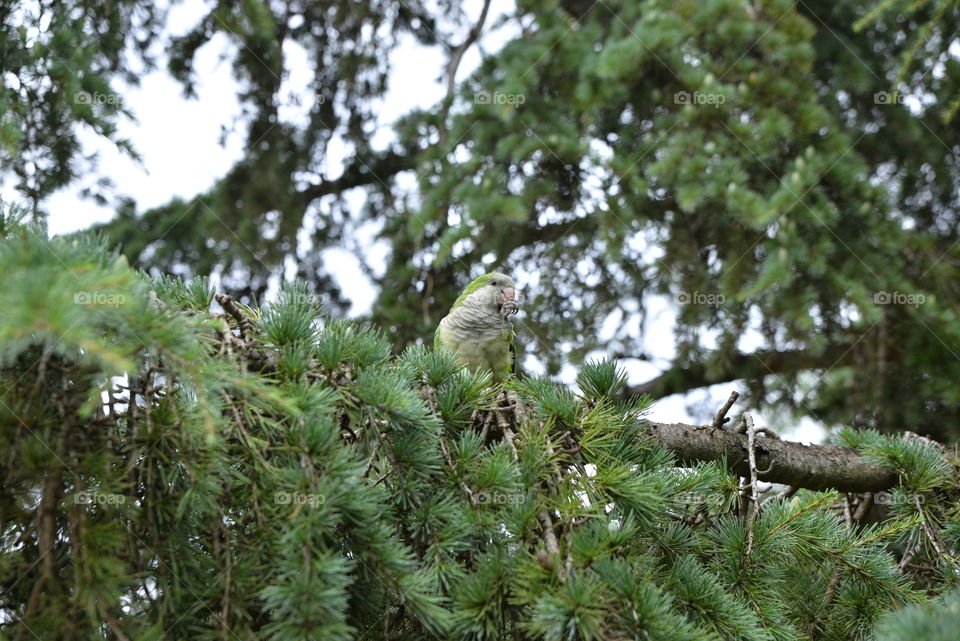 Parrot eating in the tree