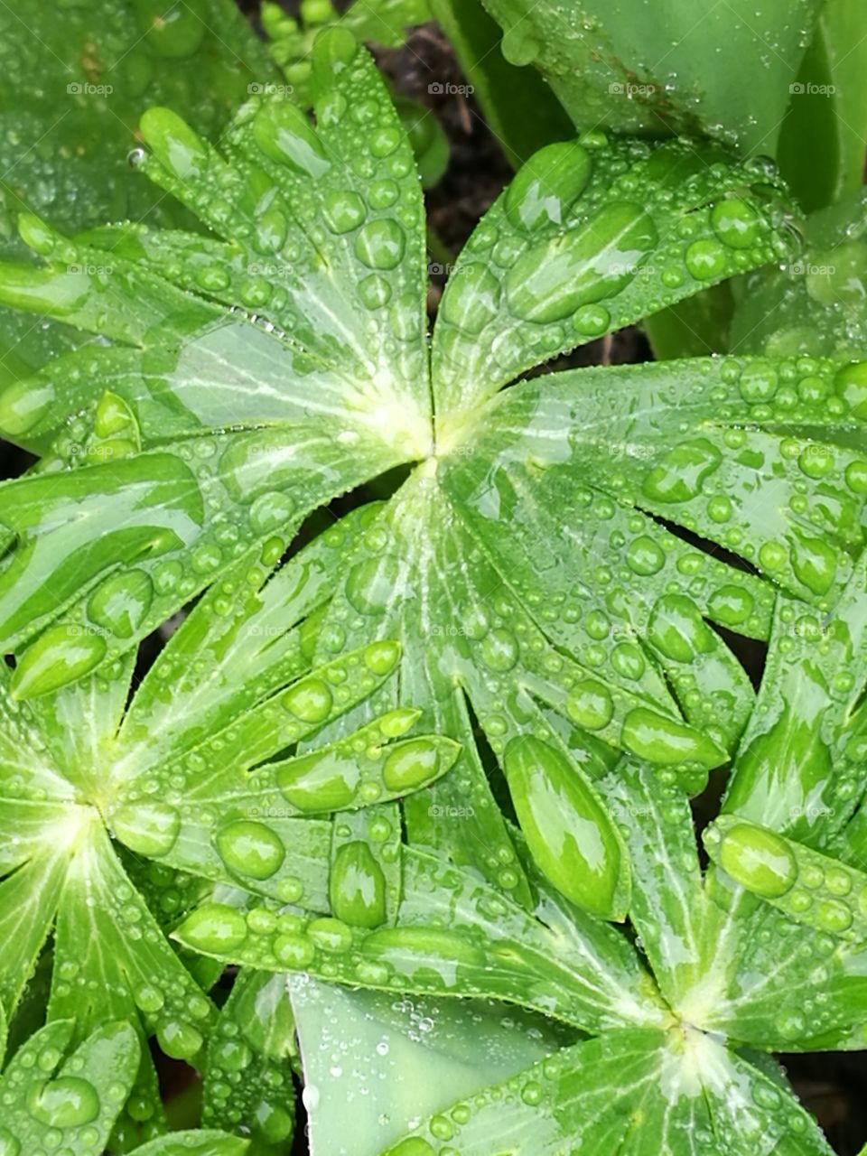 Wet Greenery