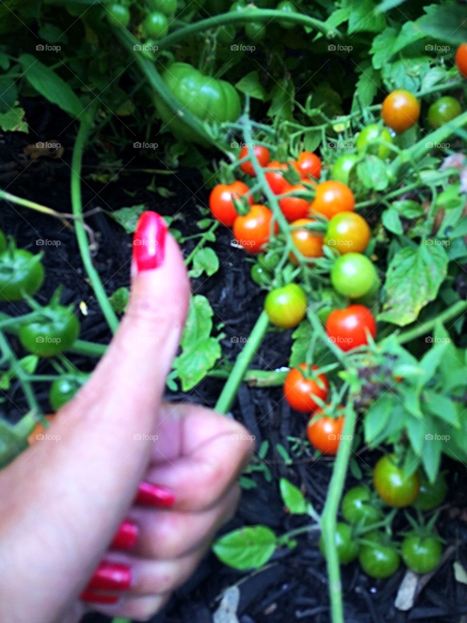 Cherry tomatoes 

