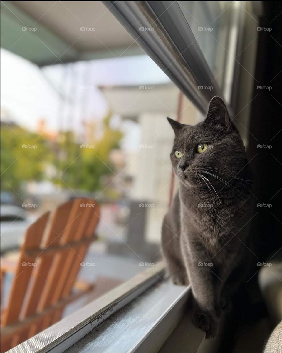 Look a what that crazy neighbor is doing now