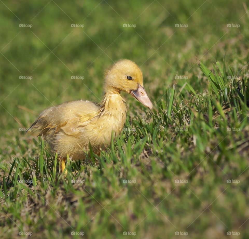 Yellow Muscovy duckling 