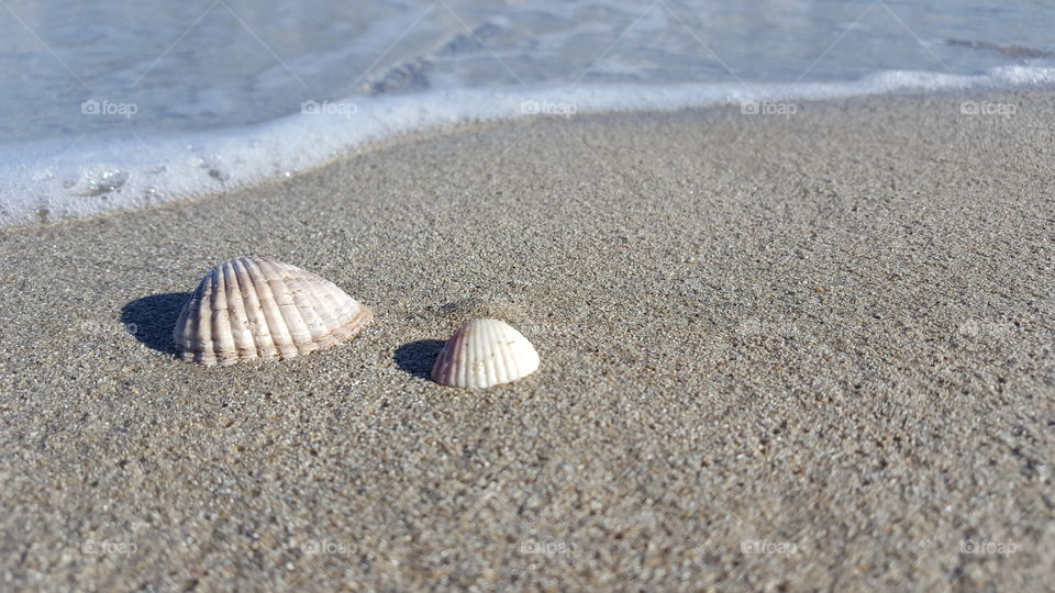 shells on sand