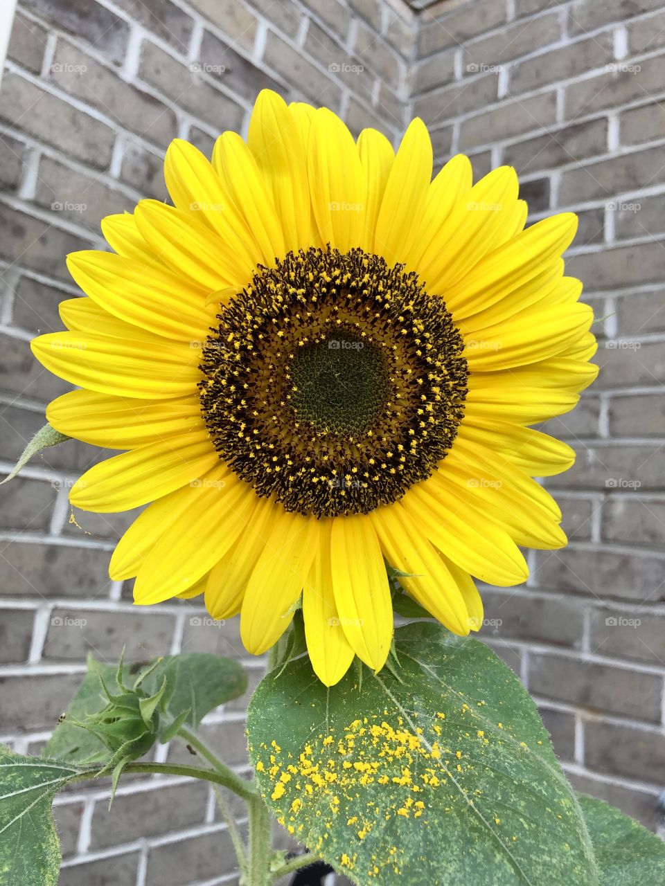 Sunflower closeup pollen brick wall garden