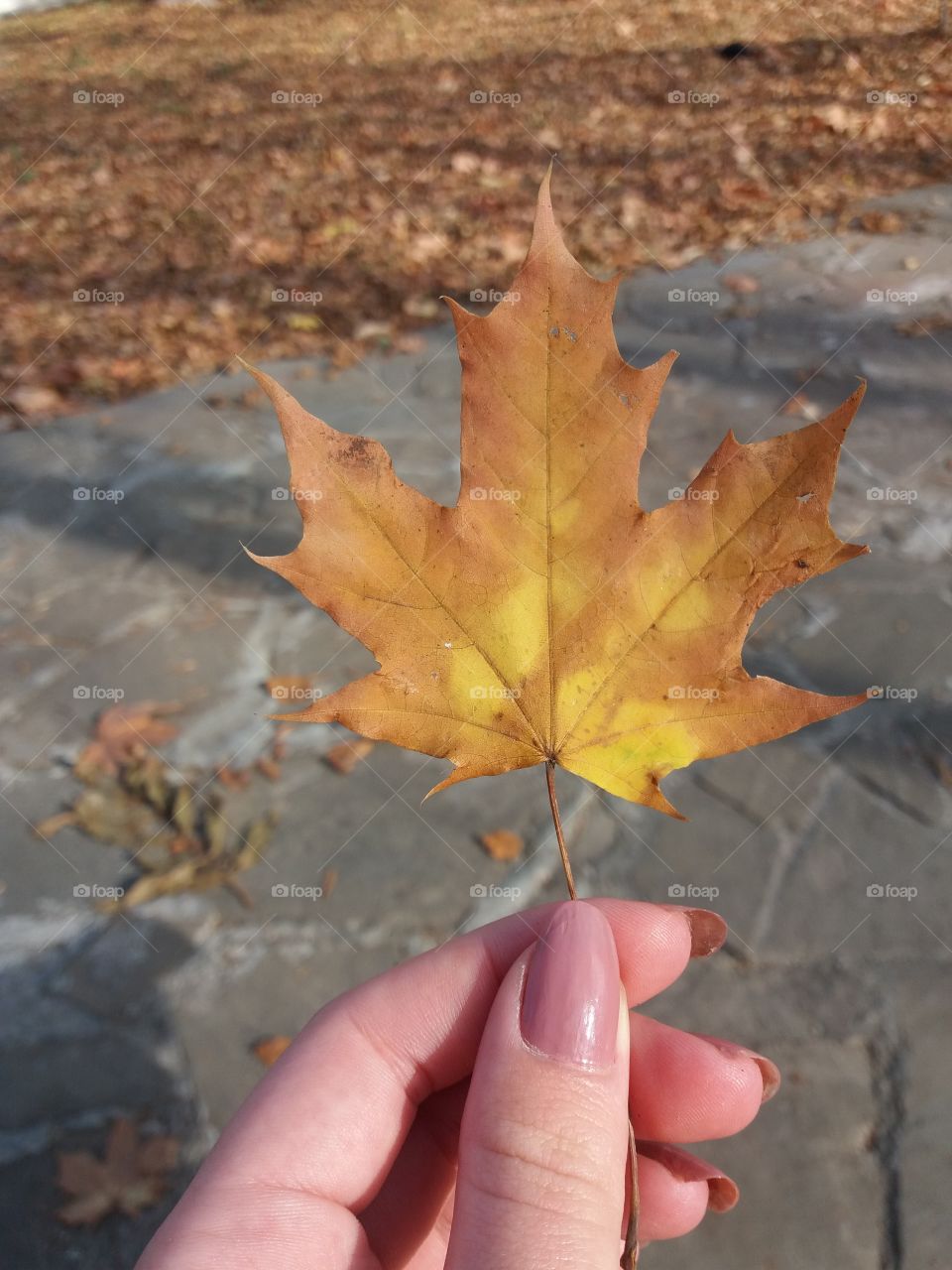 Fall season