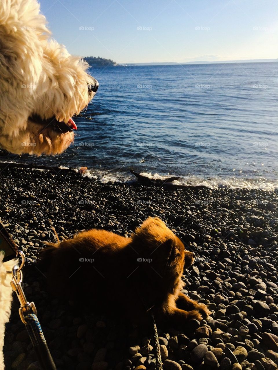 Beach pups