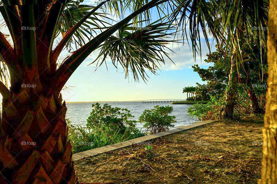Indian River Park. Behind the tree view of Indian River Park in Jensen Beach, Florida