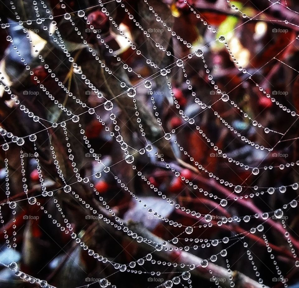 Spiderweb after a rain interesting lines and shapes