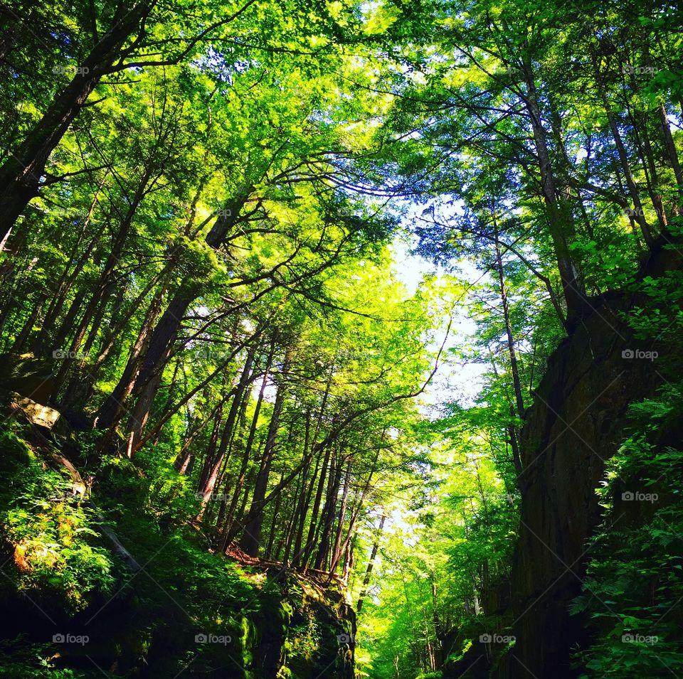 Franco Notch State Park, New Hampshire 