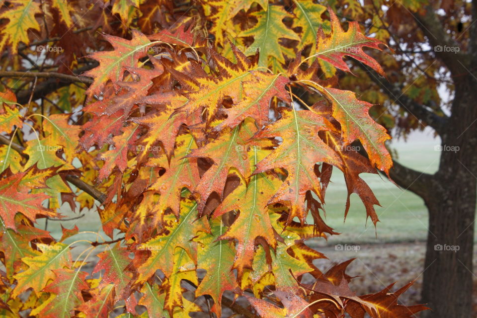 fall leaves on a foggy morning