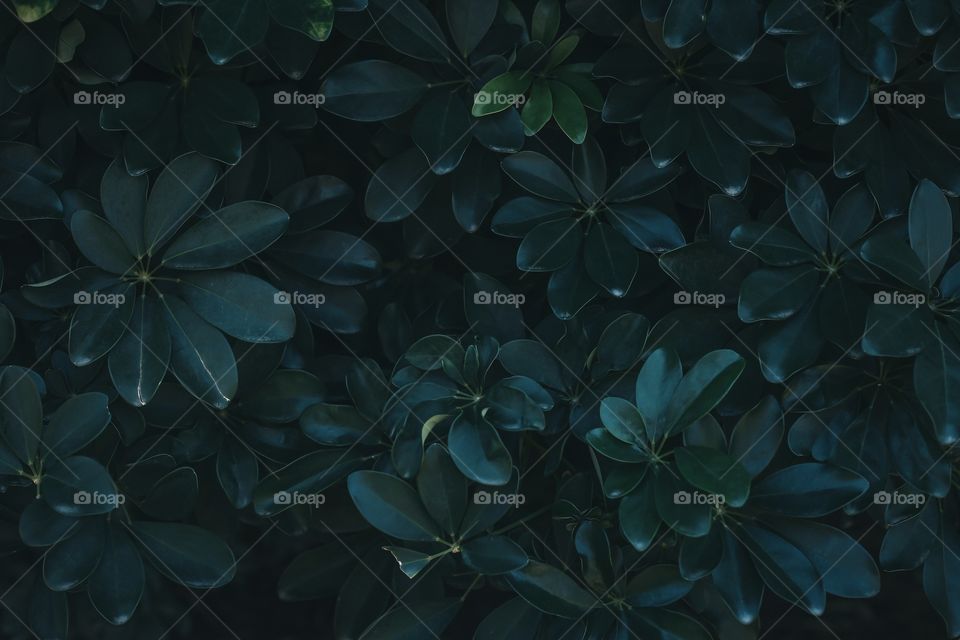 green leaves in the forest