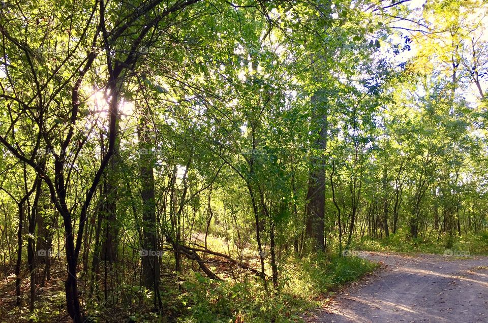 Sunlight through the trees
