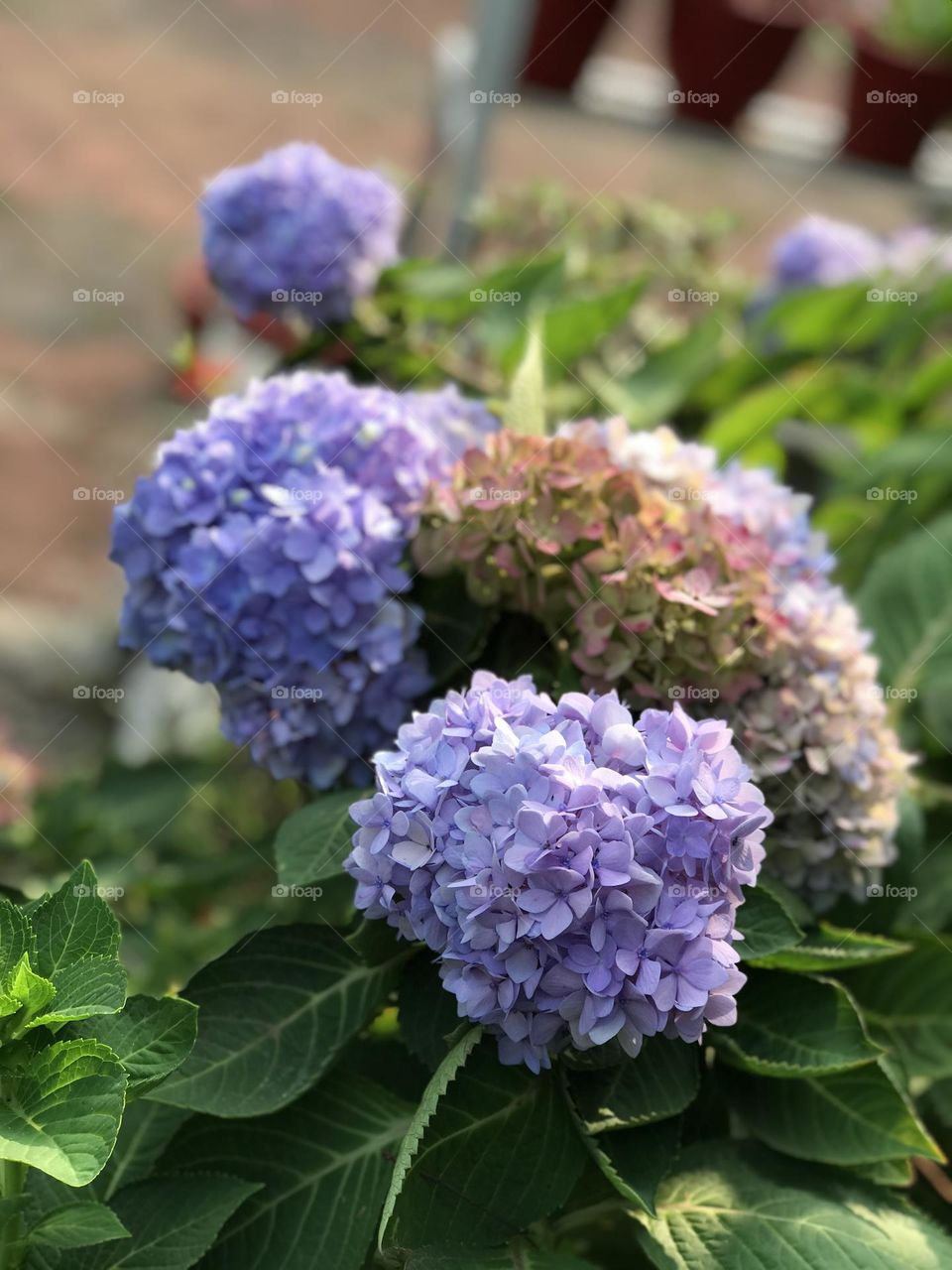Hydrangeas 
