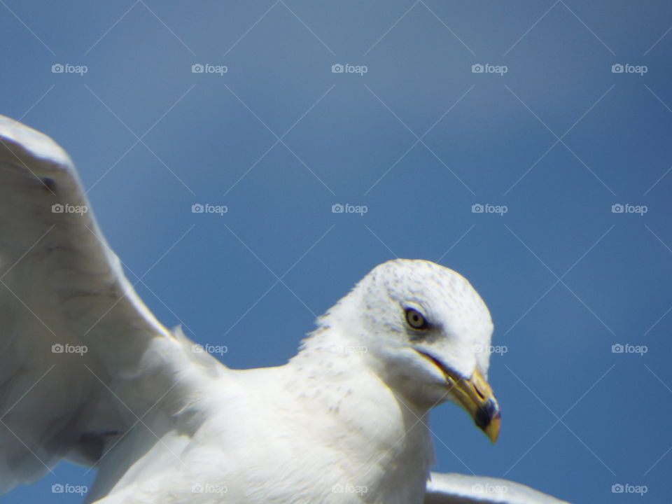 seagull