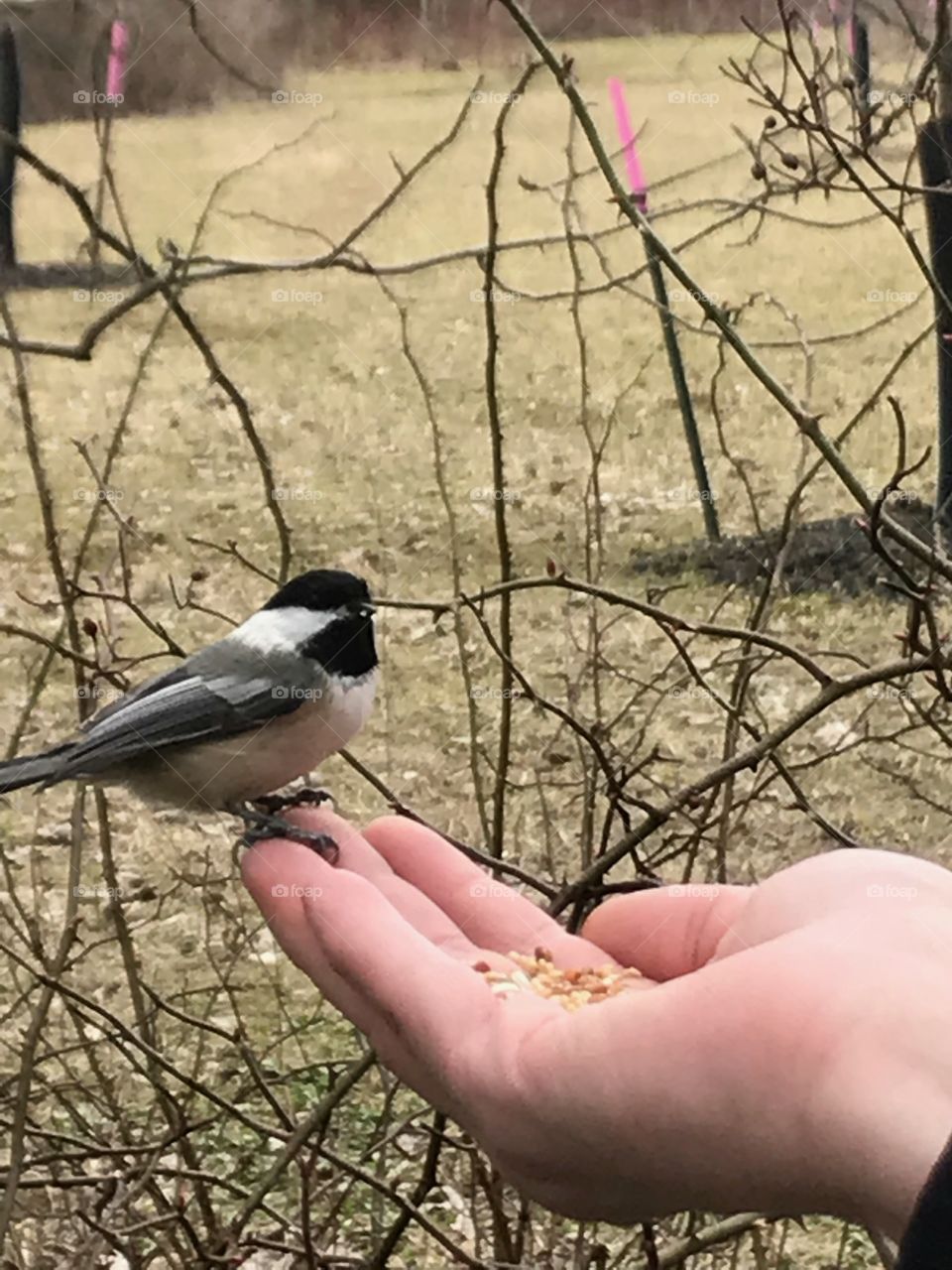 Feeding Chick-a-dees