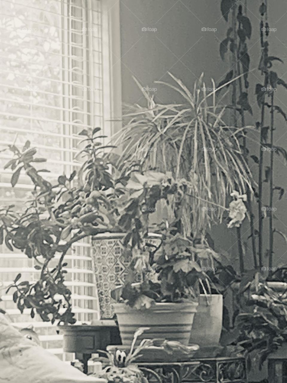 B&w plants 