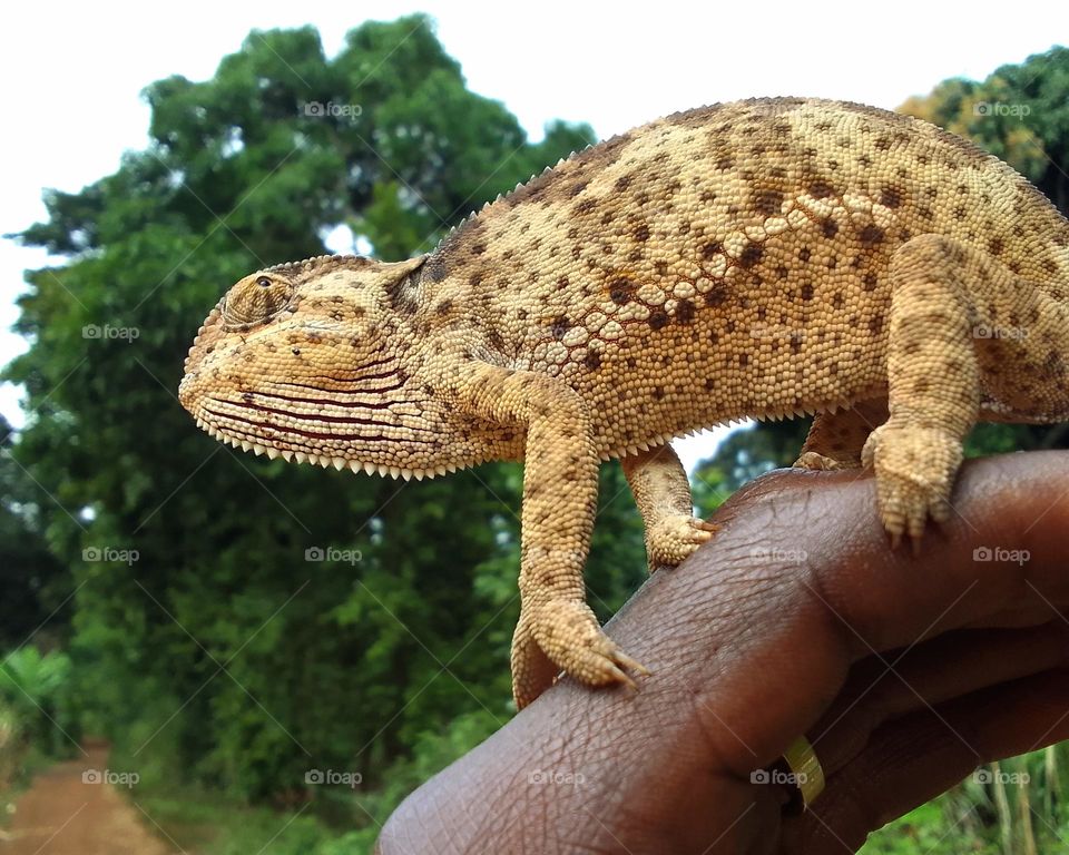 Flap-necked chameleon, right from the dried corn farm. see its colour.