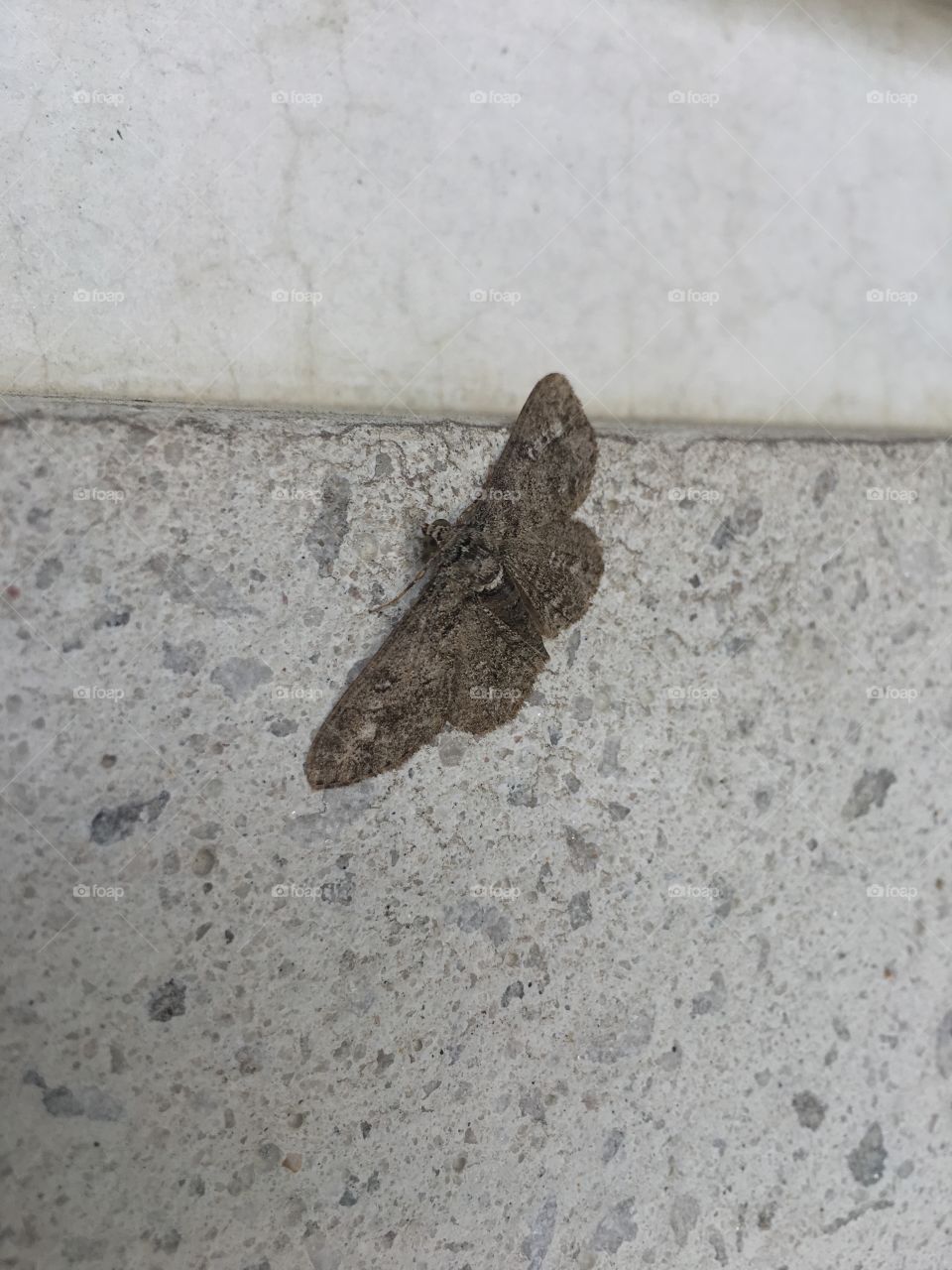 Large moth 