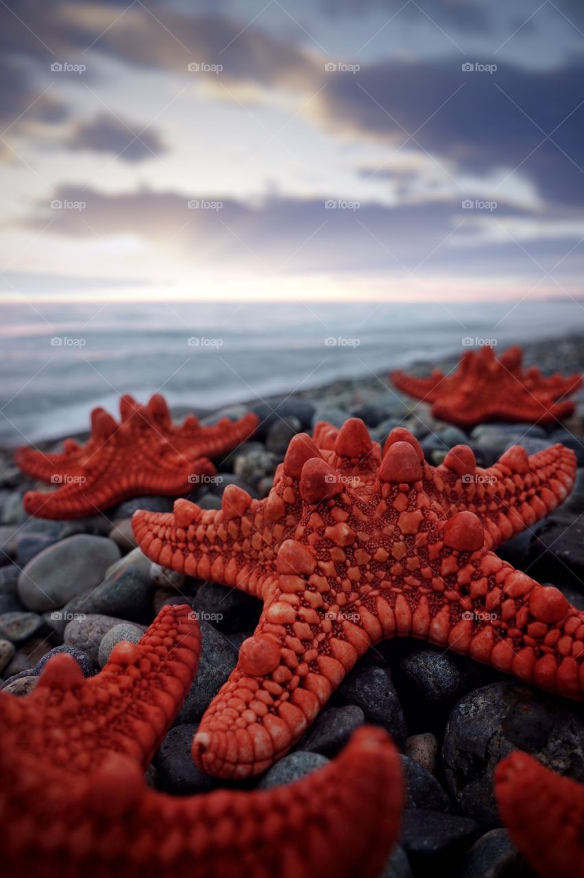 Starfish 