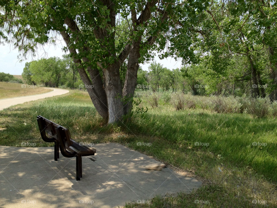 tree park bench shade by nerv001