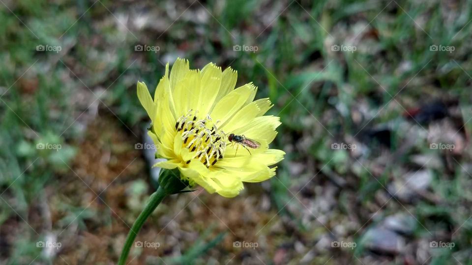 Nature, Flower, Flora, Summer, No Person