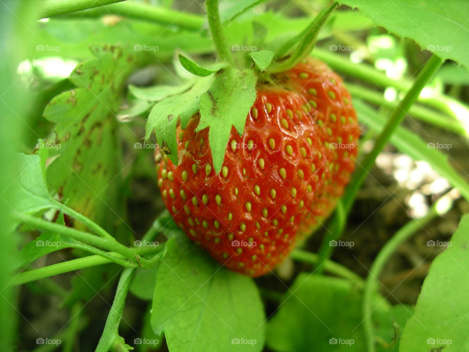 Strawberry