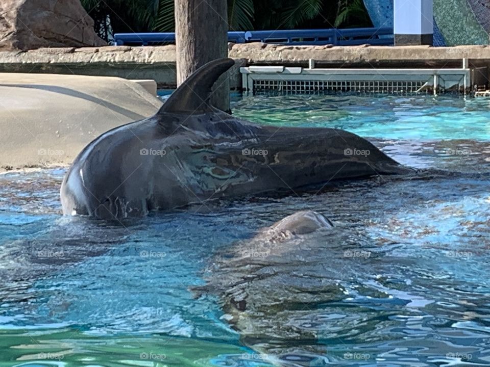 FL themeparks find VIDEOS @selsacamacho TICTOK @Selsa_Susanna IG or https://www.facebook.com/selsa.susanna YouTube Selsa_Susanna mail: 1700 Celebration Blvd, unit 1019, Celebration, FL 34747