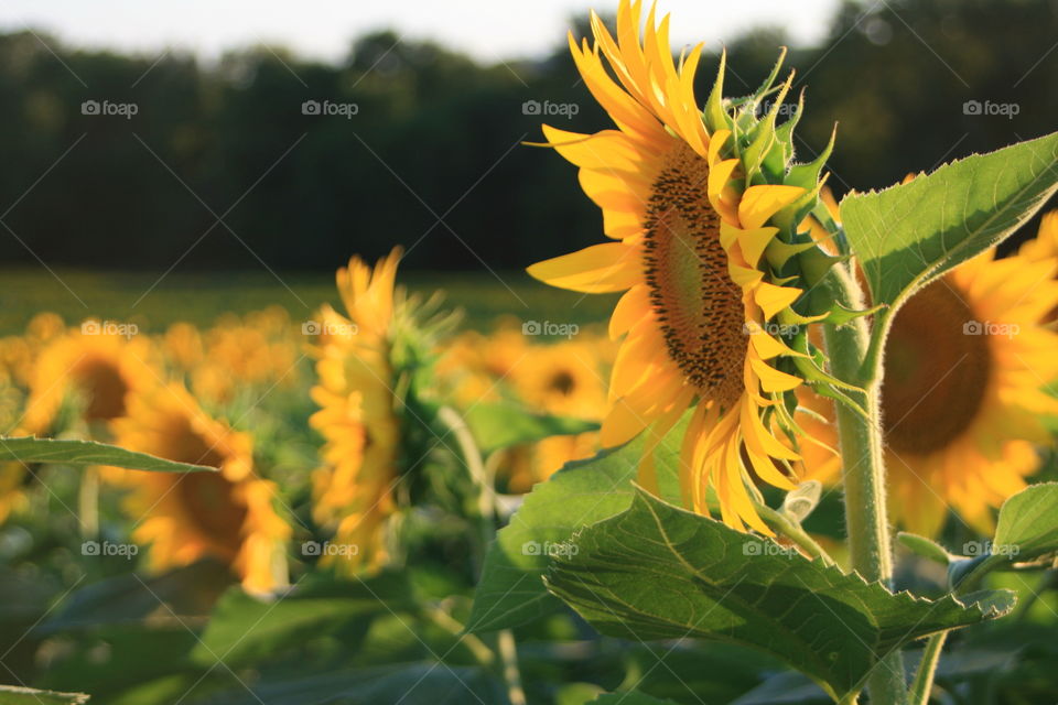 Sunflowers Popping Up Everywhere 