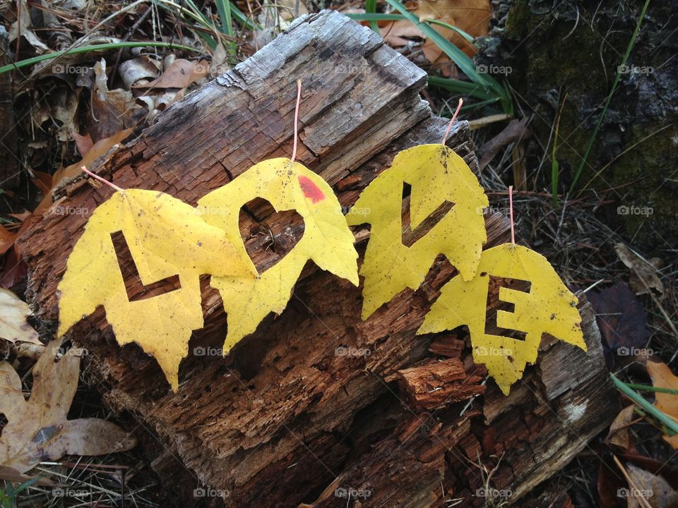 Yellow Love Leaves Laying on an Old Log