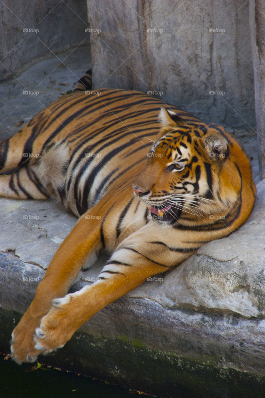 THE BENGAL TIGER IN PATTAYA THAILAND