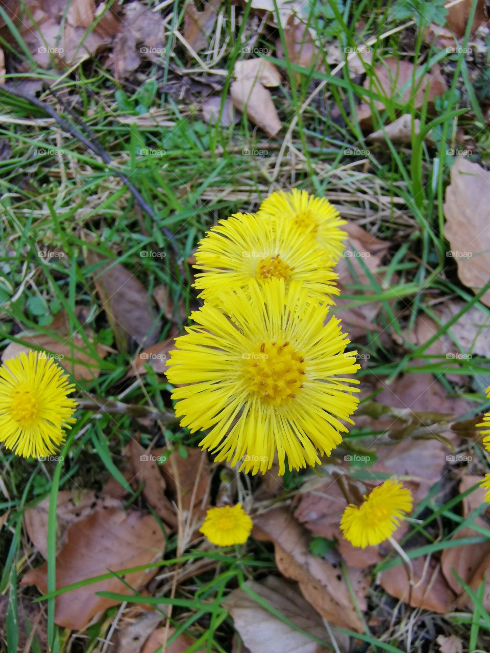 Flowers