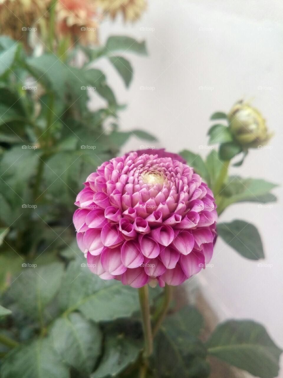 Season flower 