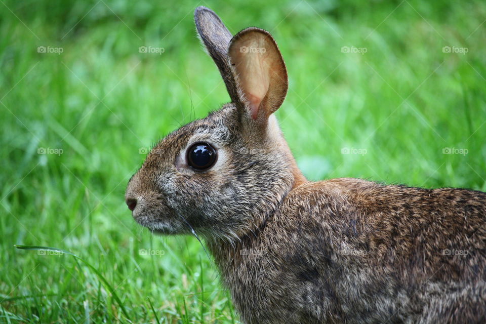 Cute little bunny