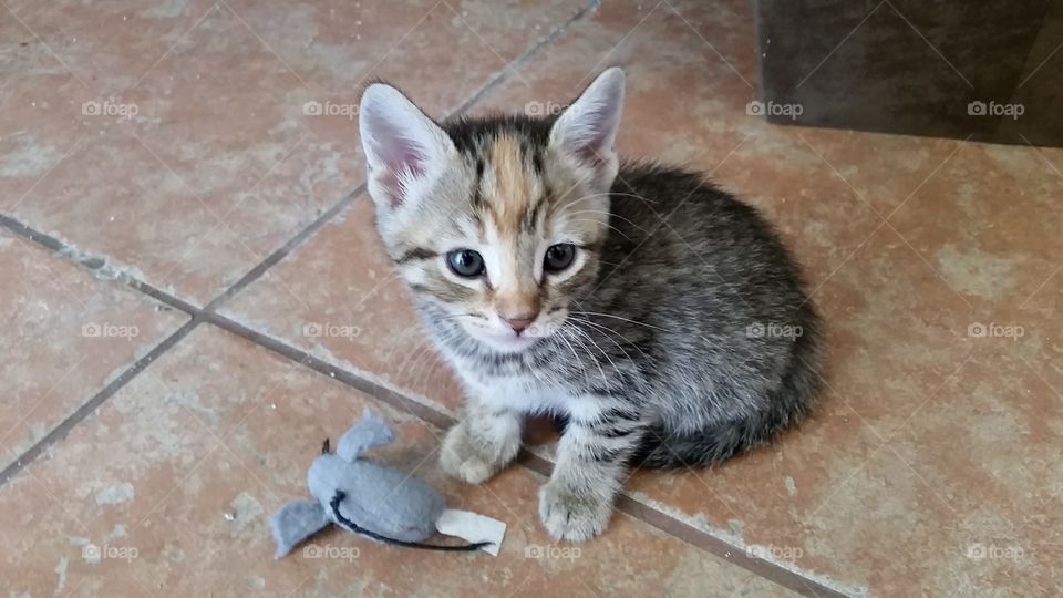 A brown and orange tabby kitten with  mouse toy