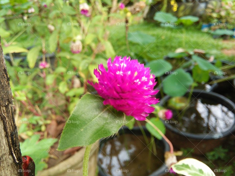 perple flower