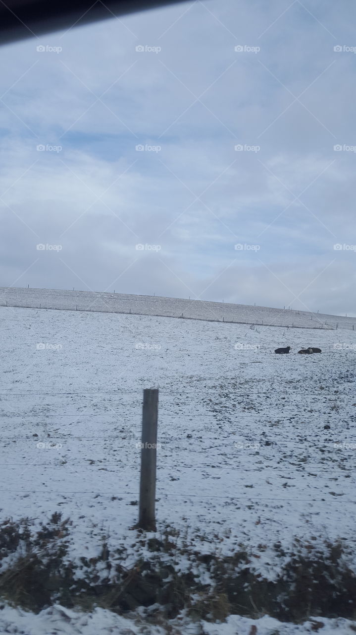 cows in snow