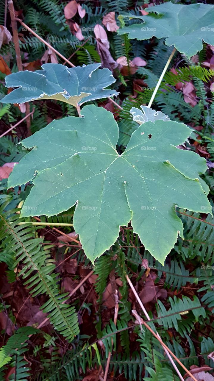 leaves from a tropical tree