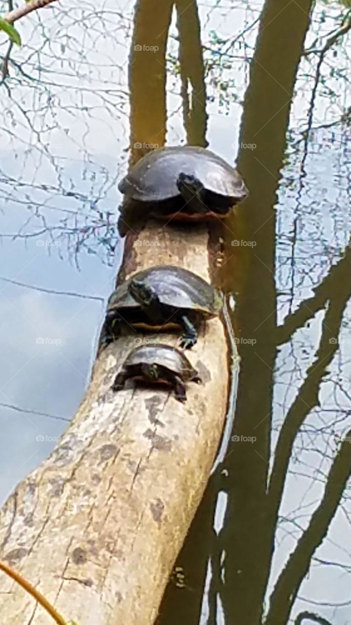 sunbathing turtle family