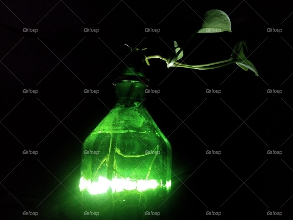 plant close-up creativity night photography