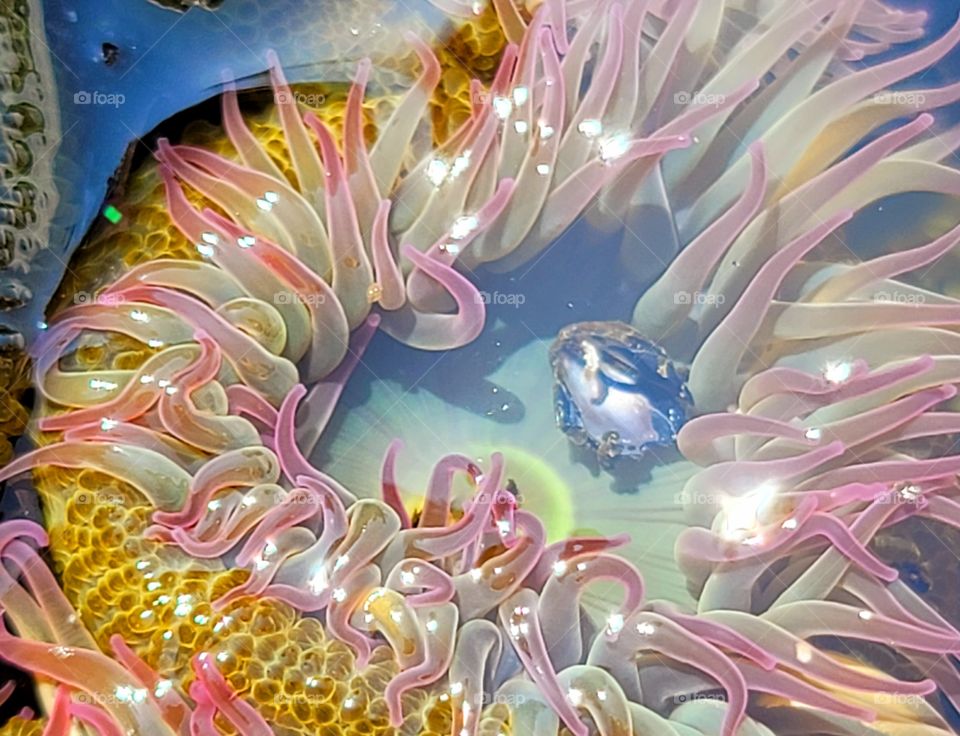 Oceanlife - Aggregating Anemone