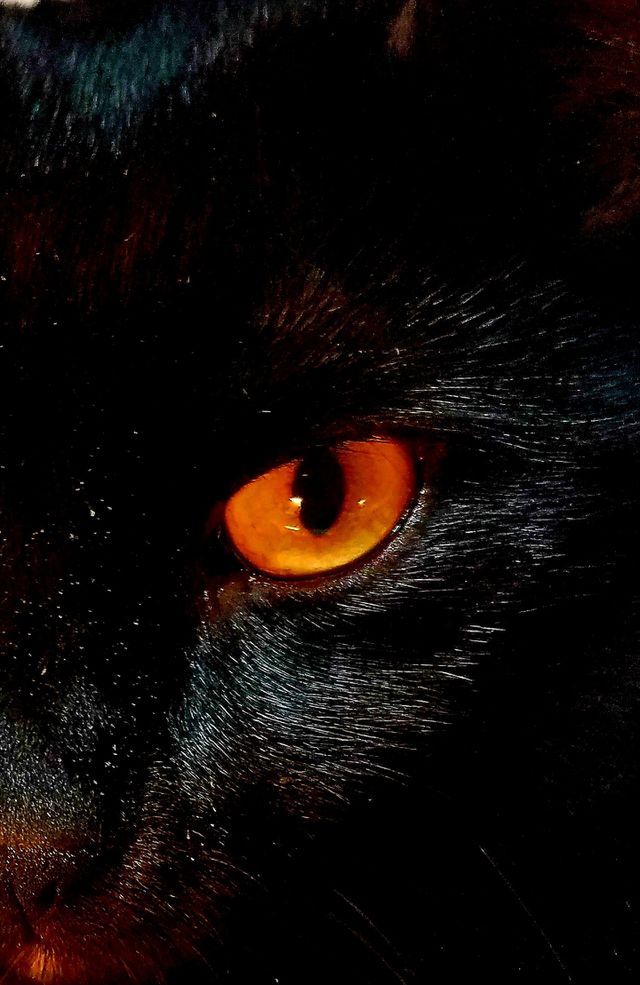 Black cat