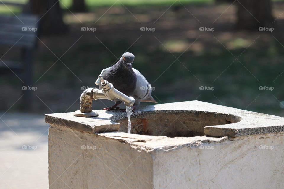 Pigeon