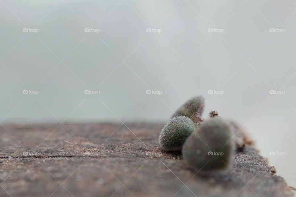 leaves on wooden table